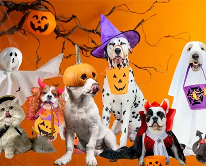 Halloween en Durango: la pasarela de mascotas disfrazadas que ofrece premio en efectivo