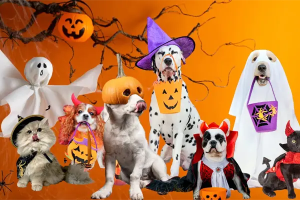 Halloween en Durango: la pasarela de mascotas disfrazadas que ofrece premio en efectivo