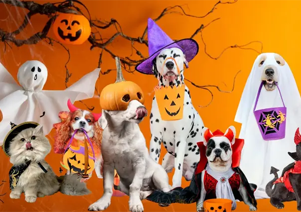 Halloween en Durango: la pasarela de mascotas disfrazadas que ofrece premio en efectivo