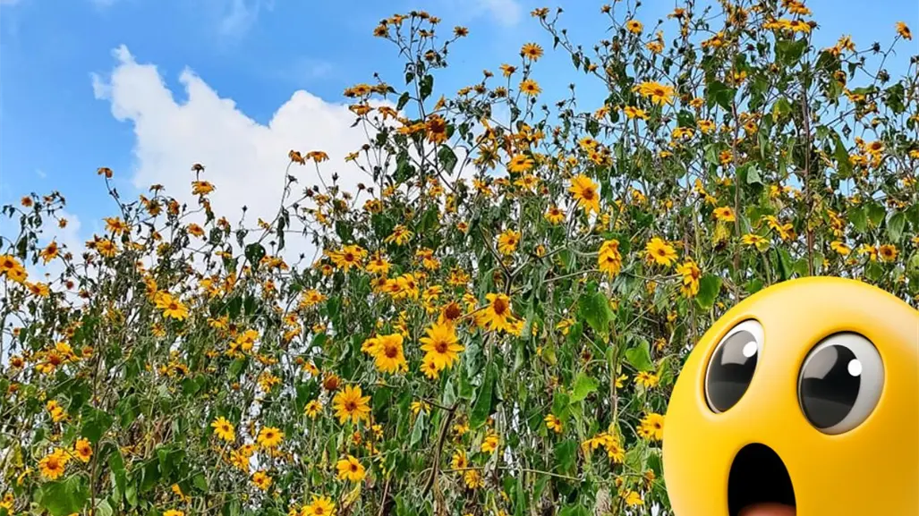 Esta planta nativa de Coahuila se disfraza de girasol y se ha apoderado de los campos de Saltillo