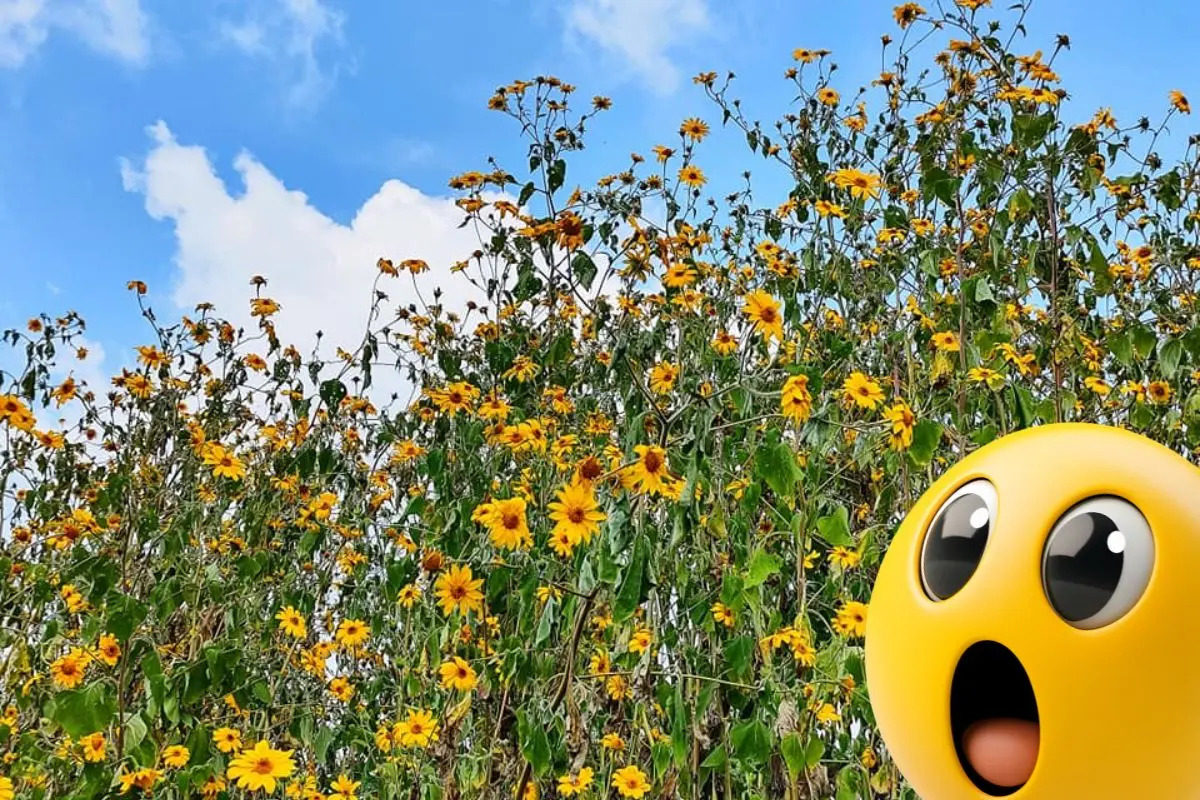 Esta es la flor que se hace pasar por girasol en los campos de Coahuila / Foto: T O C H I M I L C O | Canva