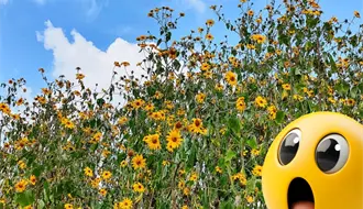 Esta planta nativa de Coahuila se disfraza de girasol y se ha apoderado de los campos de Saltillo