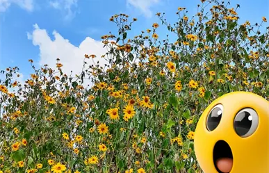 Esta planta nativa de Coahuila se disfraza de girasol y se ha apoderado de los campos de Saltillo