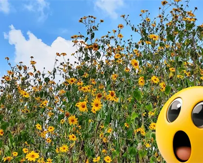 Esta planta nativa de Coahuila se disfraza de girasol y se ha apoderado de los campos de Saltillo