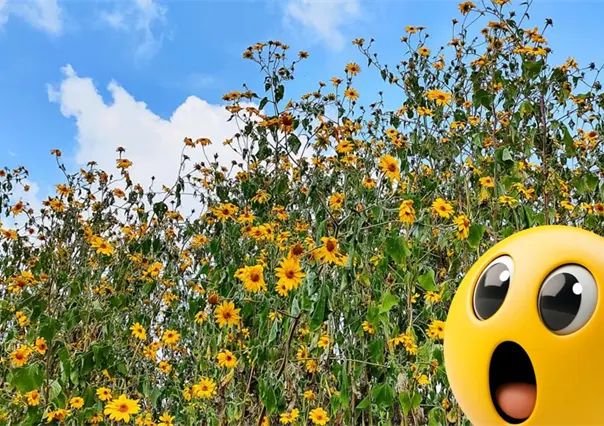 Esta planta nativa de Coahuila se disfraza de girasol y se ha apoderado de los campos de Saltillo