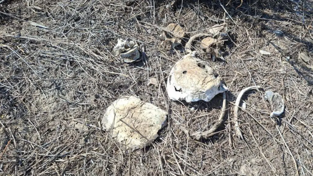 Colectivo de búsqueda halla nuevas fosas clandestinas en Reynosa