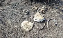 Colectivo de búsqueda halla nuevas fosas clandestinas en Reynosa