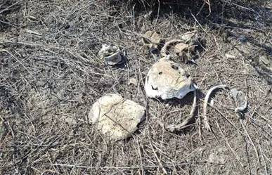 Colectivo de búsqueda halla nuevas fosas clandestinas en Reynosa
