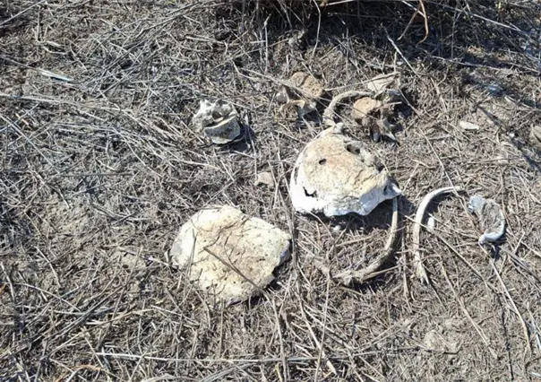 Colectivo de búsqueda halla nuevas fosas clandestinas en Reynosa