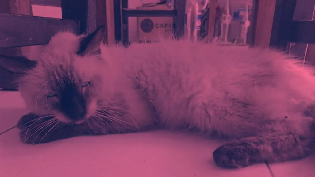 Piden justicia por gato maltratado en Mérida: familia acusa a vecinos de robo y crueldad animal
