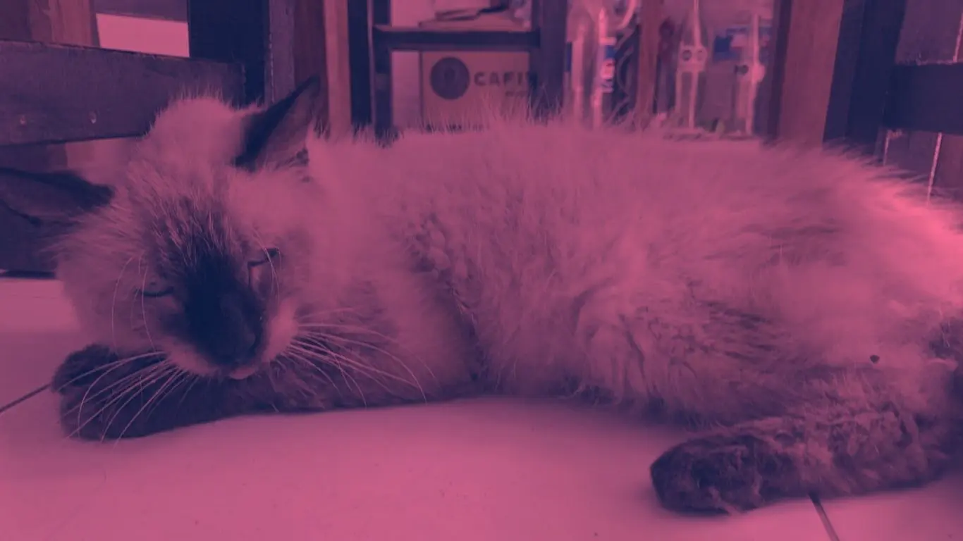 ¿Cómo descubrieron el paradero del gato tras más de dos años?. Foto: Irving Gil