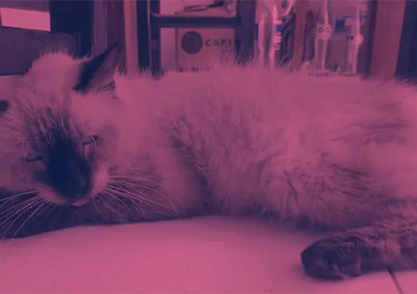 Piden justicia por gato maltratado en Mérida: familia acusa a vecinos de robo y crueldad animal