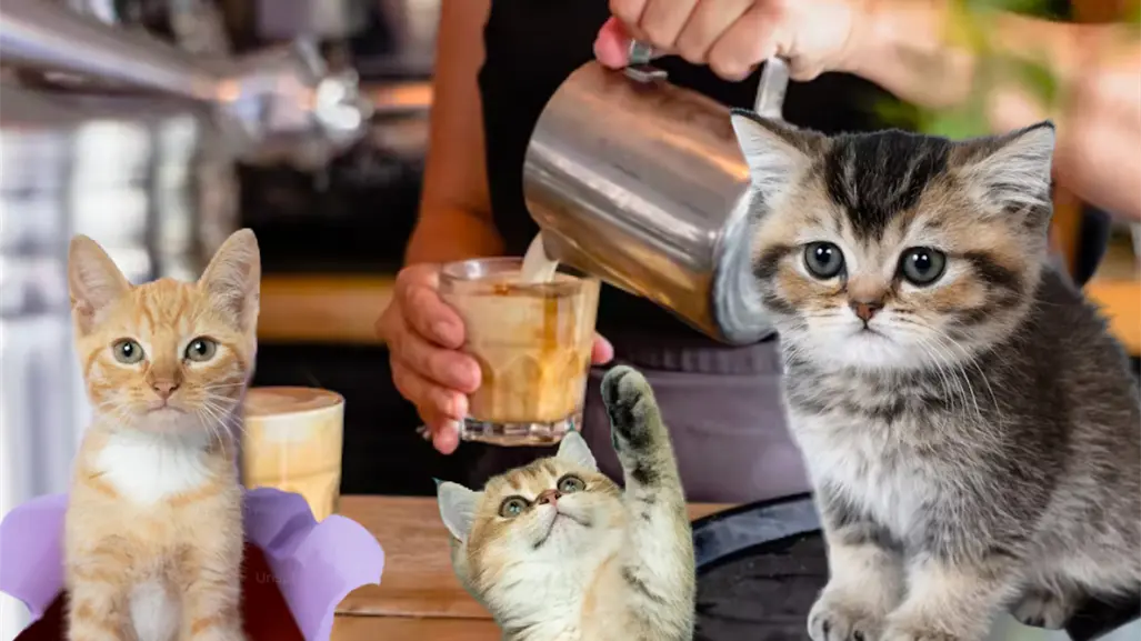 Coffee & Cats, el Michi café de Tampico