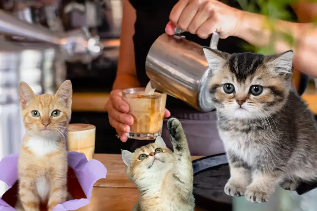 Visita coffee and cats Tampico en Michicafé, donde puedes disfrutar café, gatitos y platillos especiales en un entorno pet friendly.