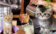 Coffee & Cats, el Michi café de Tampico