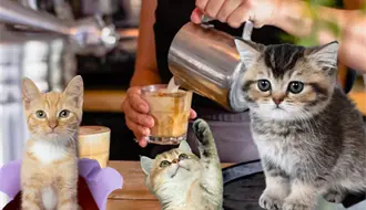 Coffee & Cats, el Michi café de Tampico