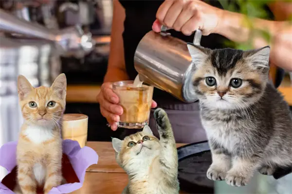 Coffee & Cats, el Michi café de Tampico