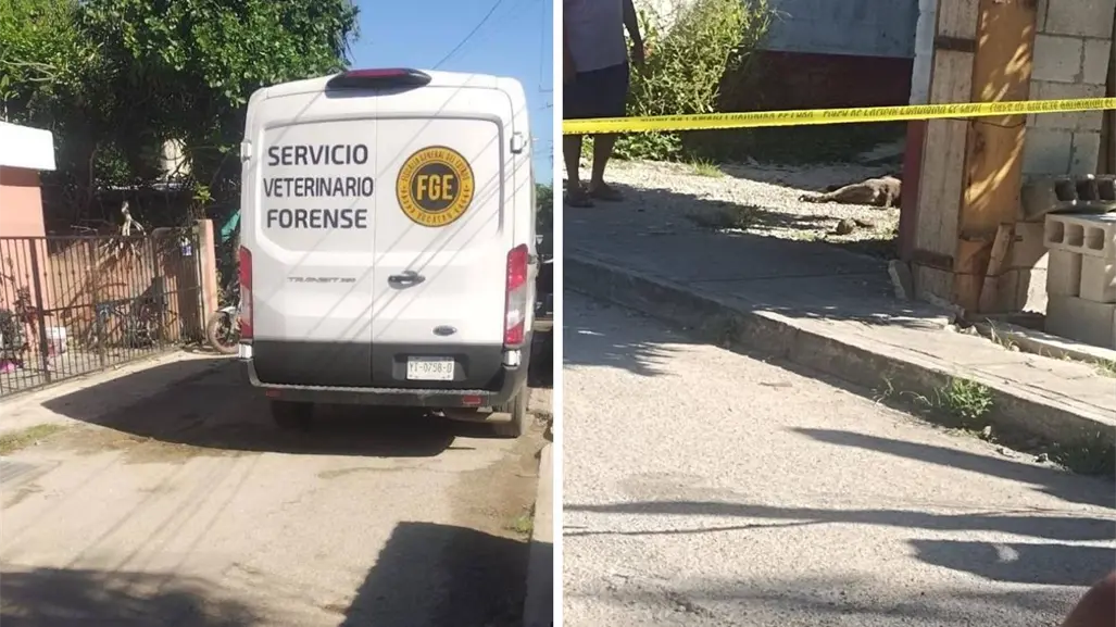 Nuevo caso de maltrato animal en Yucatán: le quitan la vida a un perrito a balazos