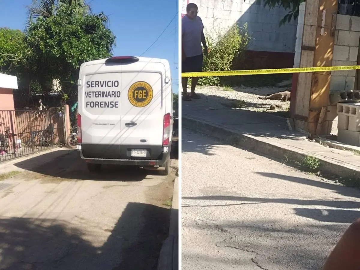 Un nuevo caso de maltrato animal se registró esta mañana en la comisaría meridana de Sitpach luego que vecinos de la zona reportaran a un perro sin vida y con herida de bala en el rumbo.- Fuente Diario Peninsular