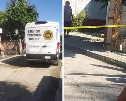 Nuevo caso de maltrato animal en Yucatán: le quitan la vida a un perrito a balazos