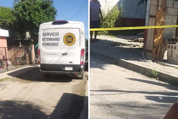 Nuevo caso de maltrato animal en Yucatán: le quitan la vida a un perrito a balazos