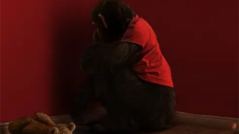 Un chimpancé enloquece en el tráiler de Primate, una nueva película sobre mascotas asesinas