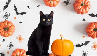 Saltillo: ¿Por qué los michis negros son vulnerables durante las festividades de Halloween?