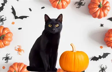 Saltillo: ¿Por qué los michis negros son vulnerables durante las festividades de Halloween?