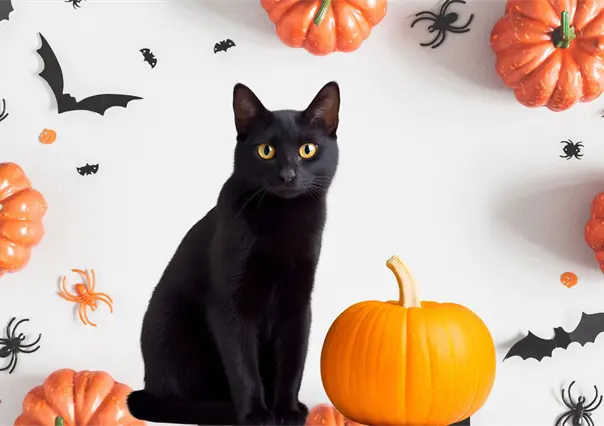Saltillo: ¿Por qué los michis negros son vulnerables durante las festividades de Halloween?
