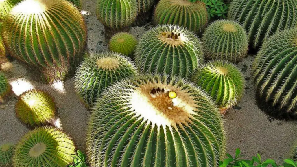 Tamaulipas busca la protección de cactáceas y evitar el saqueo ilegal