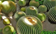 Tamaulipas busca la protección de cactáceas y evitar el saqueo ilegal Tamaulipas busca la protección de cactáceas y evitar el saqueo ilegal