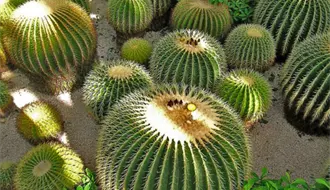 Tamaulipas busca la protección de cactáceas y evitar el saqueo ilegal