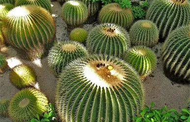 Tamaulipas busca la protección de cactáceas y evitar el saqueo ilegal