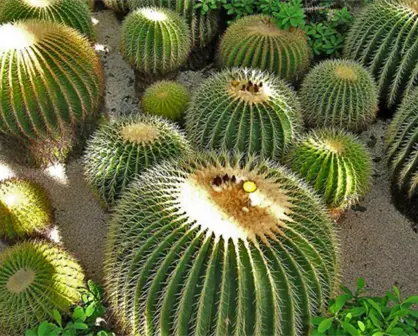 Tamaulipas busca la protección de cactáceas y evitar el saqueo ilegal