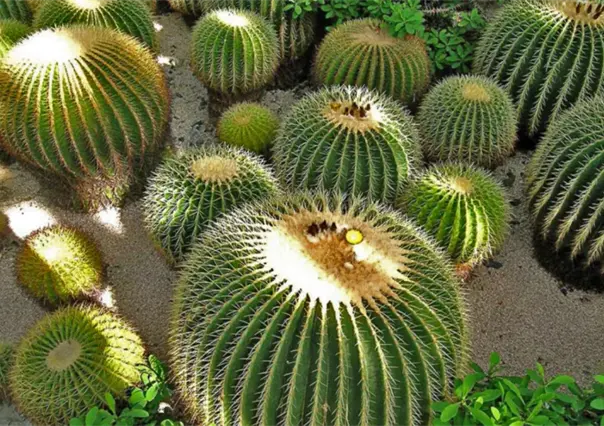 Tamaulipas busca la protección de cactáceas y evitar el saqueo ilegal