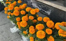 Día de Muertos 2025, ¿dónde comprar flor de cempasúchil en Monterrey?