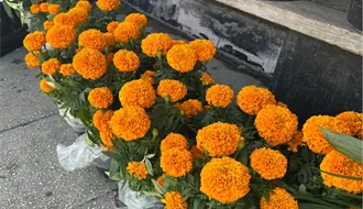 Día de Muertos 2025, ¿dónde comprar flor de cempasúchil en Monterrey?