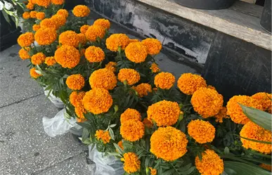 Día de Muertos 2025, ¿dónde comprar flor de cempasúchil en Monterrey?