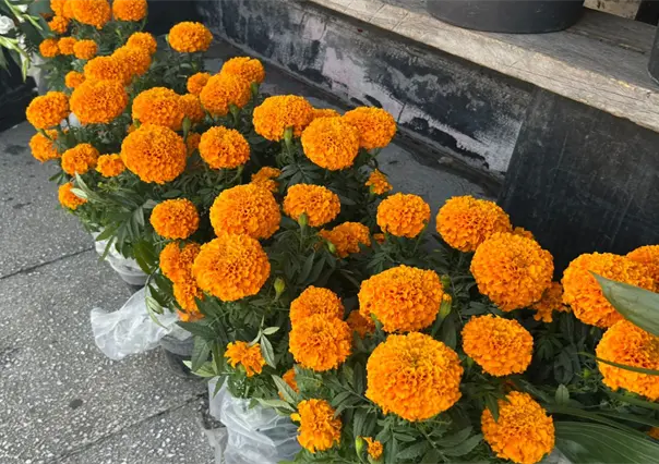 Día de Muertos 2025, ¿dónde comprar flor de cempasúchil en Monterrey?