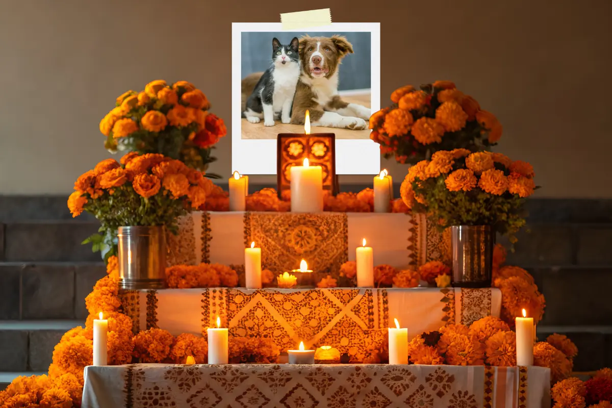 Las mascotas dejan huellas profundas en nuestras vidas, y su memoria merece un lugar especial durante el Día de Muertos. Foto: Canva