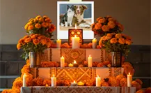 Día de Muertos 2025: ¿Qué debe llevar el altar para nuestras mascotas?
