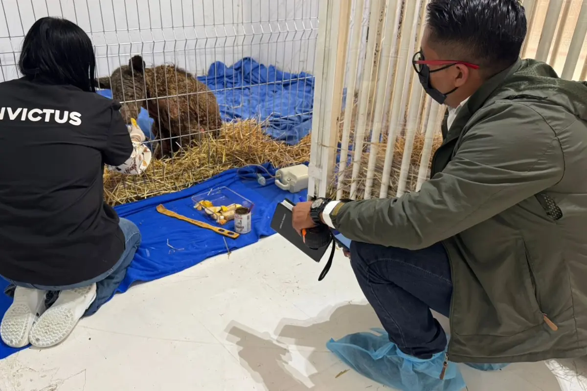 La osa Mina, en la Fundación Invictus en Hidalgo. Foto: Facebook Fundación Invictus