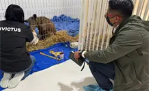 Osa Mina cumple 3 semanas en Invictus y su recuperación sorprende a todos