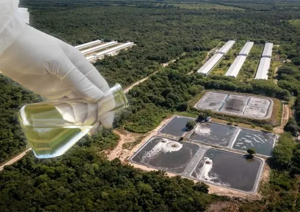 Granjas porcícolas en Yucatán carecen de tecnología para tratar aguas residuales