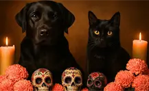 Autoridades de CDMX piden proteger perritos y gatitos negros en Día de Muertos ante posibles riesgos