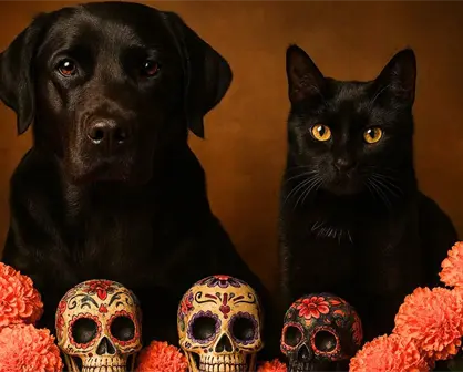 Autoridades de CDMX piden proteger perritos y gatitos negros en Día de Muertos ante posibles riesgos