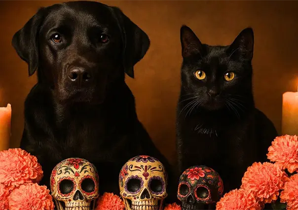 Autoridades de CDMX piden proteger perritos y gatitos negros en Día de Muertos ante posibles riesgos