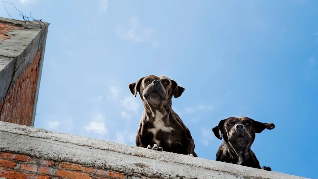 Reglamento de Protección Animal de Guadalupe, estas son las multas por tener un perro en la azotea
