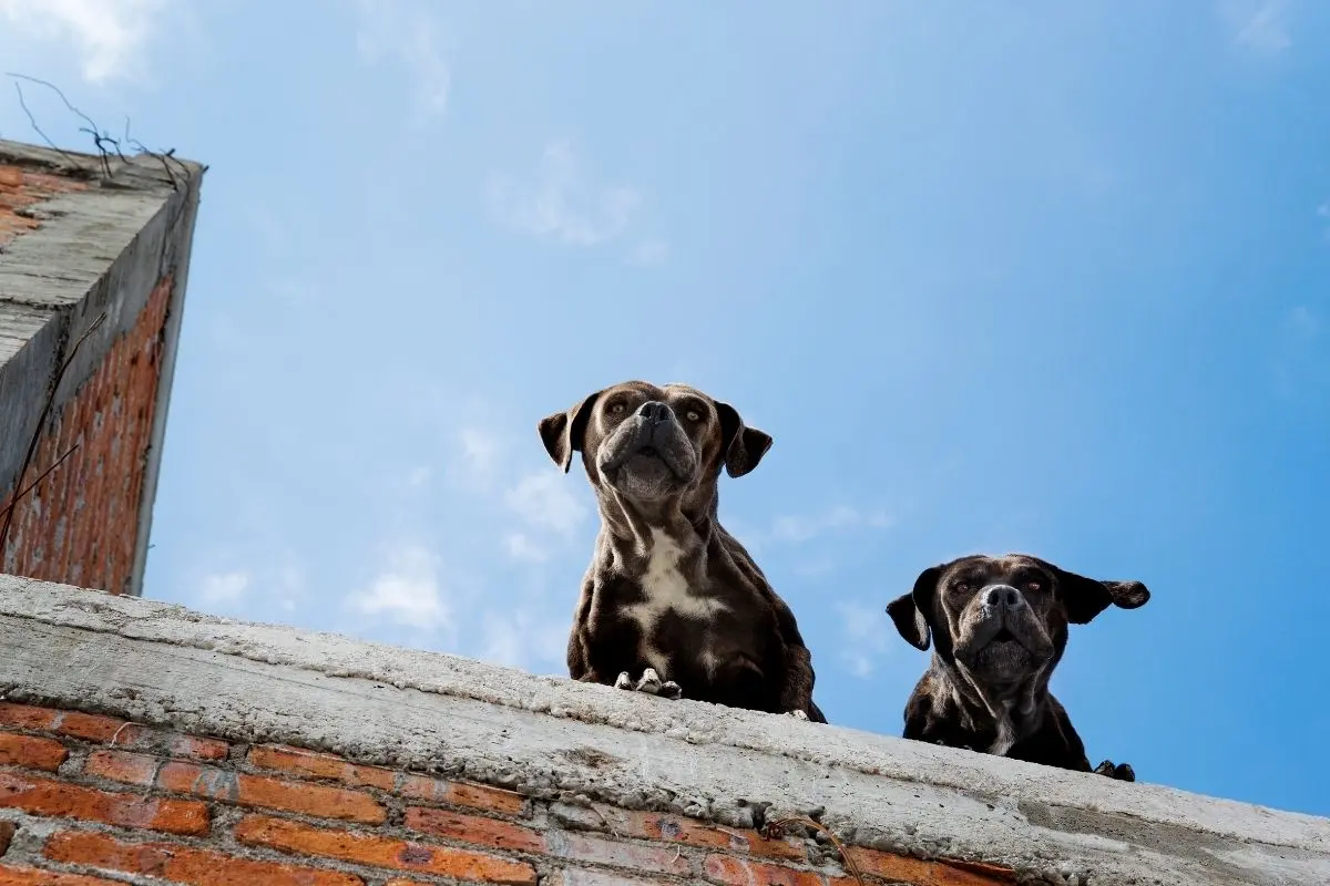 El Reglamento de Protección Animal de Guadalupe especifica que está prohibido tener animales en azoteas, balcones,pabellones, sótanos, terrenos baldíos o propiedades deshabitadas. Foto: Canva