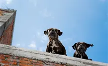 Reglamento de Protección Animal de Guadalupe, estas son las multas por tener un perro en la azotea